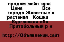 продам мейн куна › Цена ­ 15 000 - Все города Животные и растения » Кошки   . Курганская обл.,Притобольный р-н